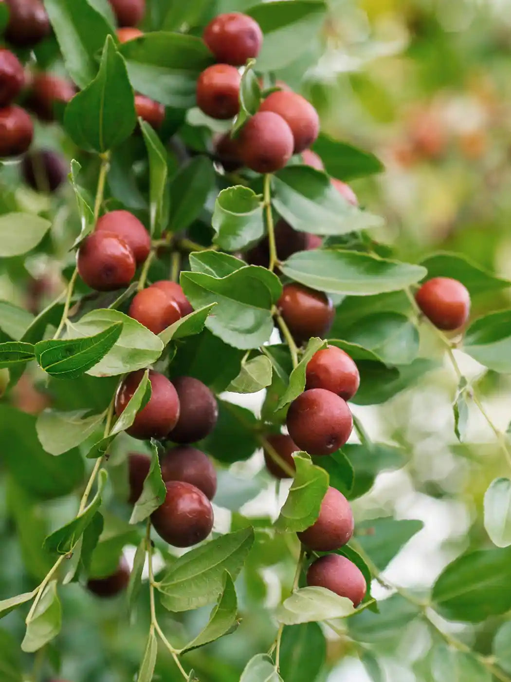 El poder del aceite de jojoba: hidratación inteligente y equilibrio natural para tu piel