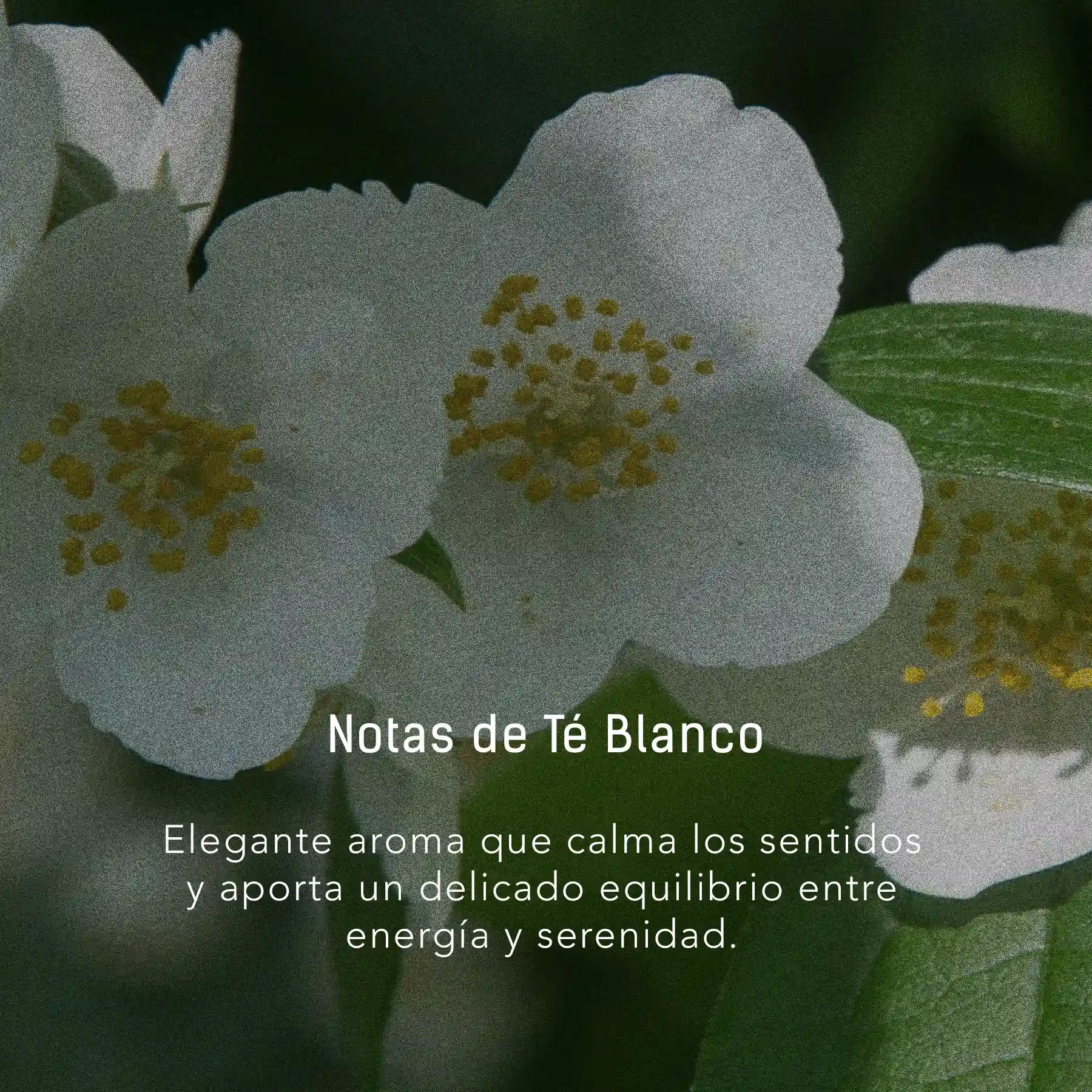 Semilla de Uva y Oro 24 K - Aceite facial y corporal para cuidado de la piel en gotero de 40 ml