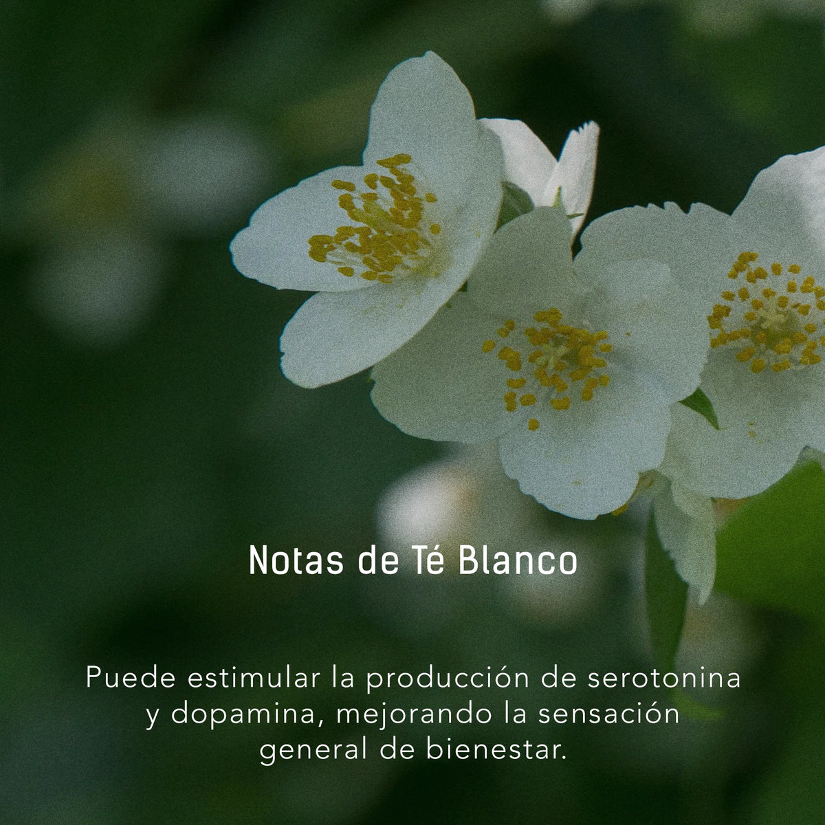 Beso de Noche | Vela Artesanal Aromática de 350 gr