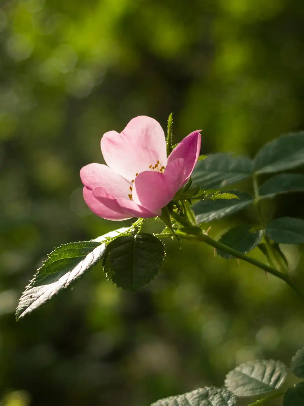 Rosa mosqueta: el secreto natural para renovar tu piel