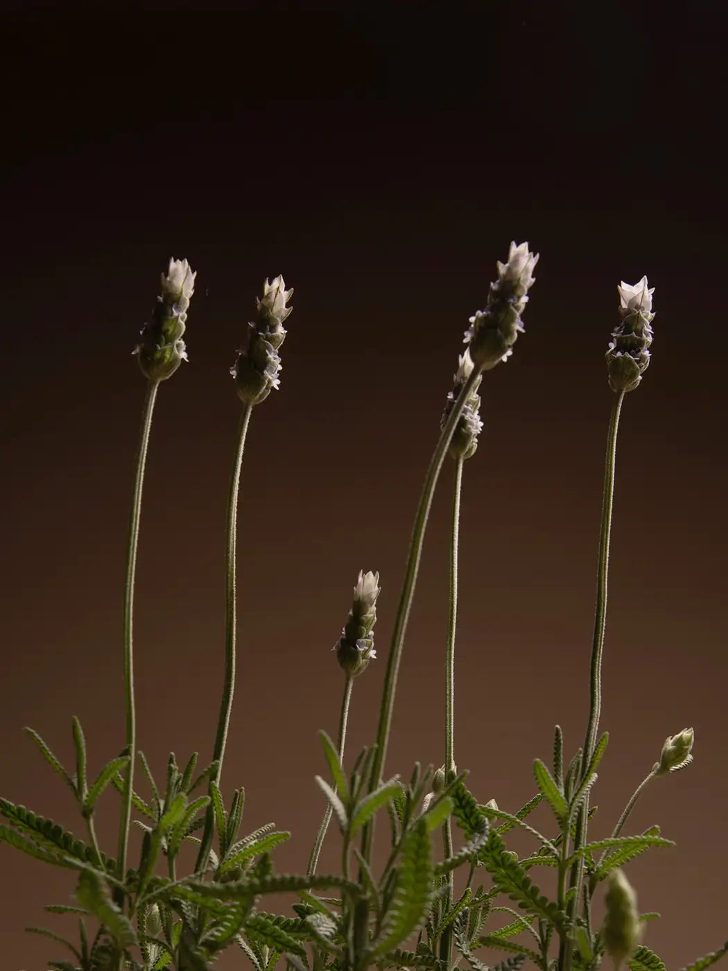 Los beneficios del aceite esencial de lavanda: un remedio natural para la vida cotidiana