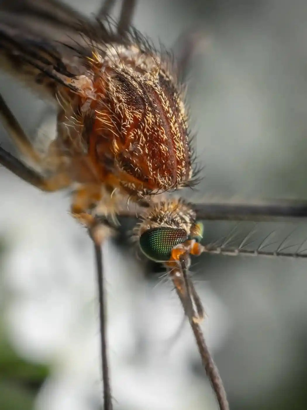 Protección natural contra los insectos indeseados con aceites esenciales puros