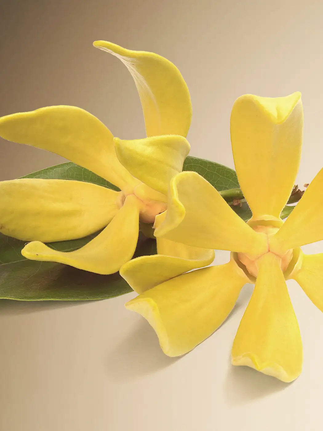 Aceite esencial de Ylang-Ylang: Una alternativa natural para combatir la depresión