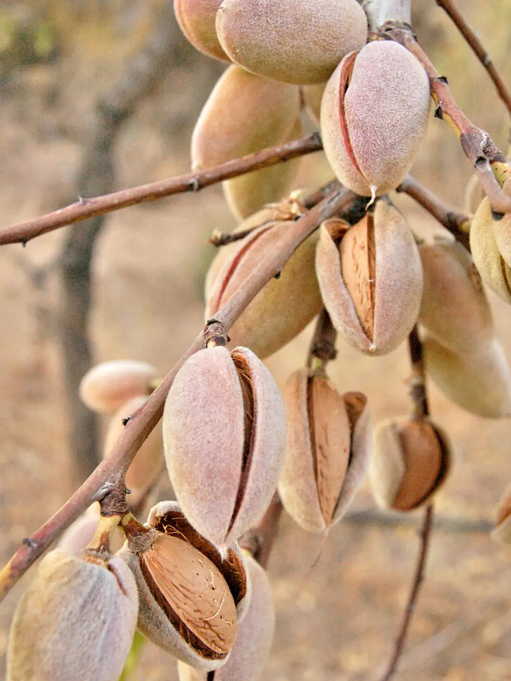 Los maravillosos beneficios del aceite natural de almendras que contiene vitamina E para la piel