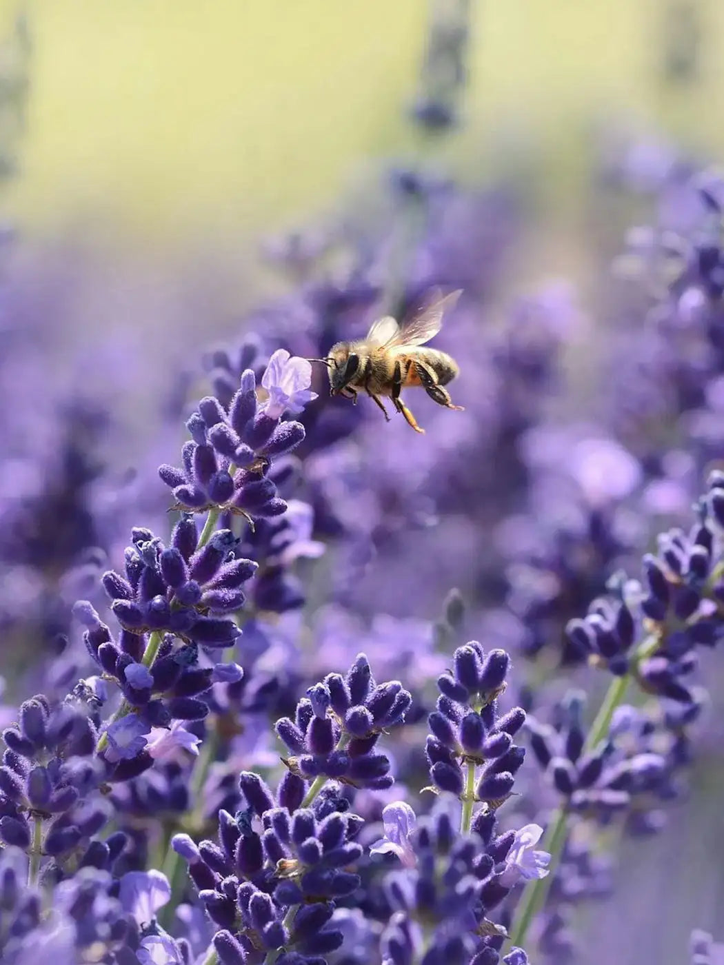 Descubriendo el potencial de la Lavanda: una alternativa agrícola prometedora