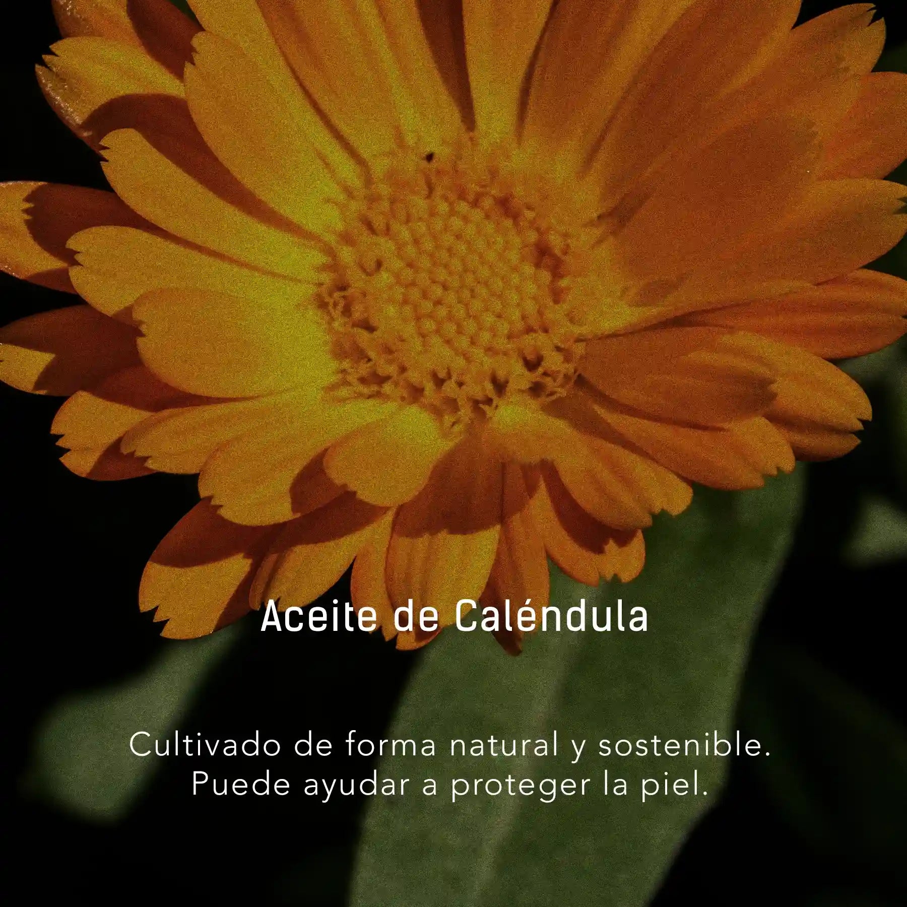 Caléndula y Oro 24 K - Aceite facial y corporal para cuidado de la piel en gotero de 40 ml