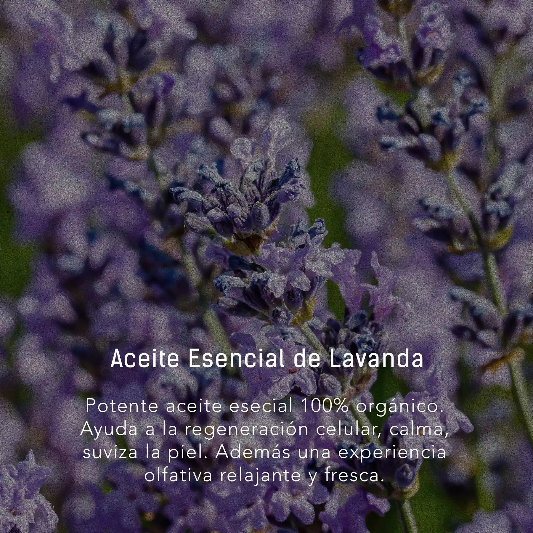 Caléndula y Oro 24 K - Aceite facial y corporal para cuidado de la piel en gotero de 40 ml