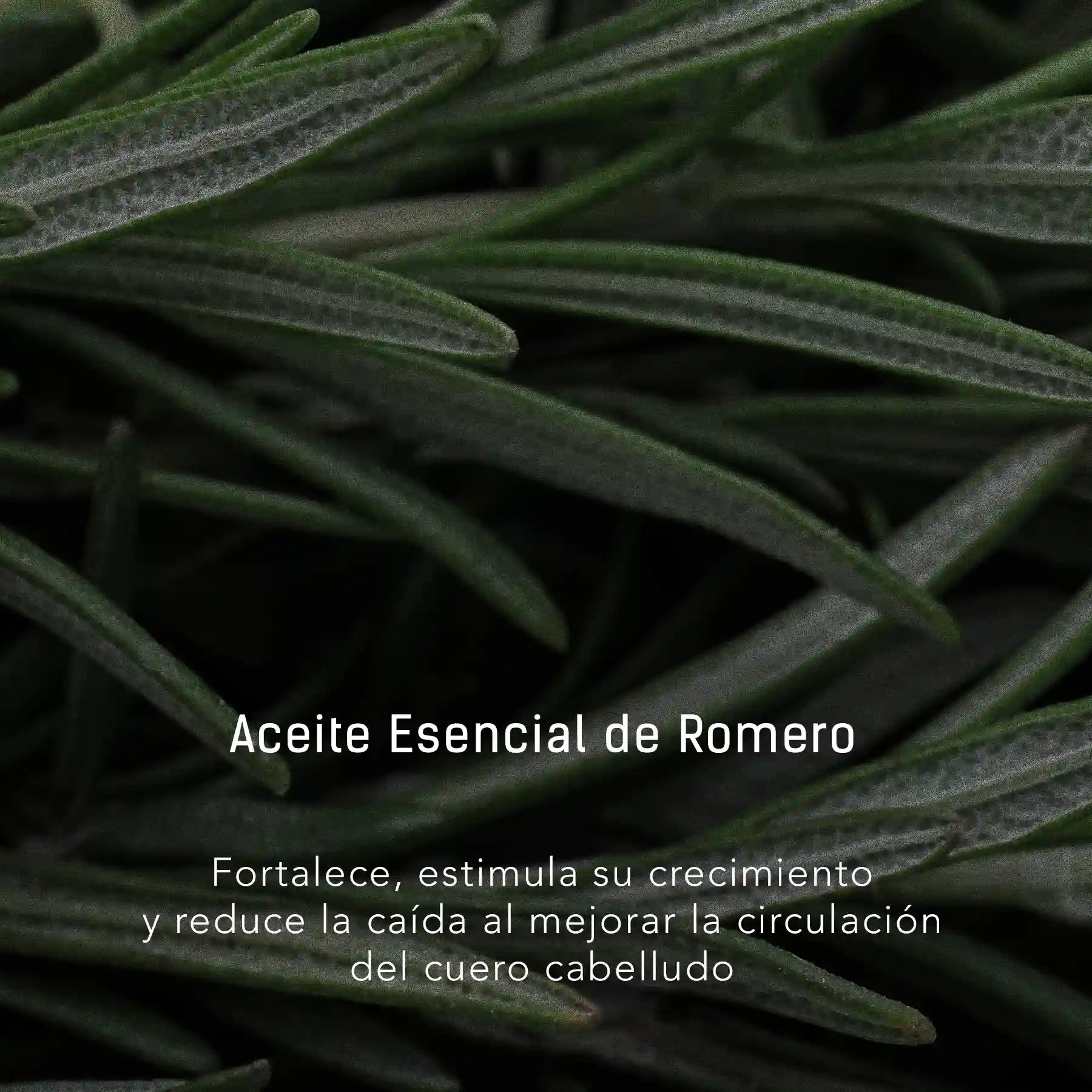 Jojoba y Romero - Aceite facial y corporal para cuidado de barba y cabello en gotero de 40 ml