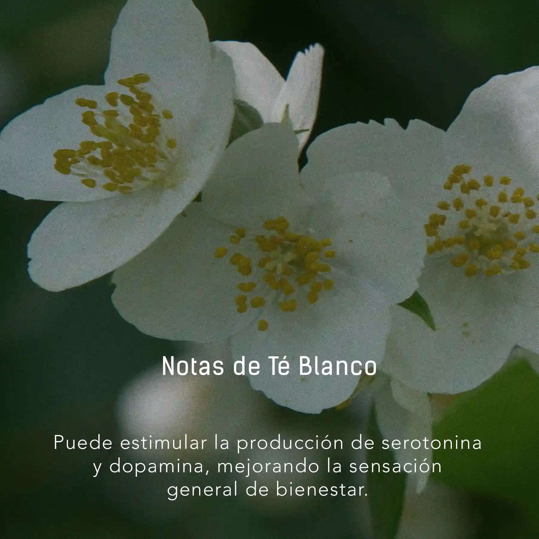 Bruma Té Blanco y Sándalo - 500 ml atomizador multi-propósito