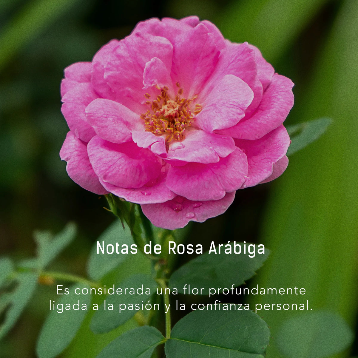 Beso de Noche | Vela Artesanal Aromática de 350 gr