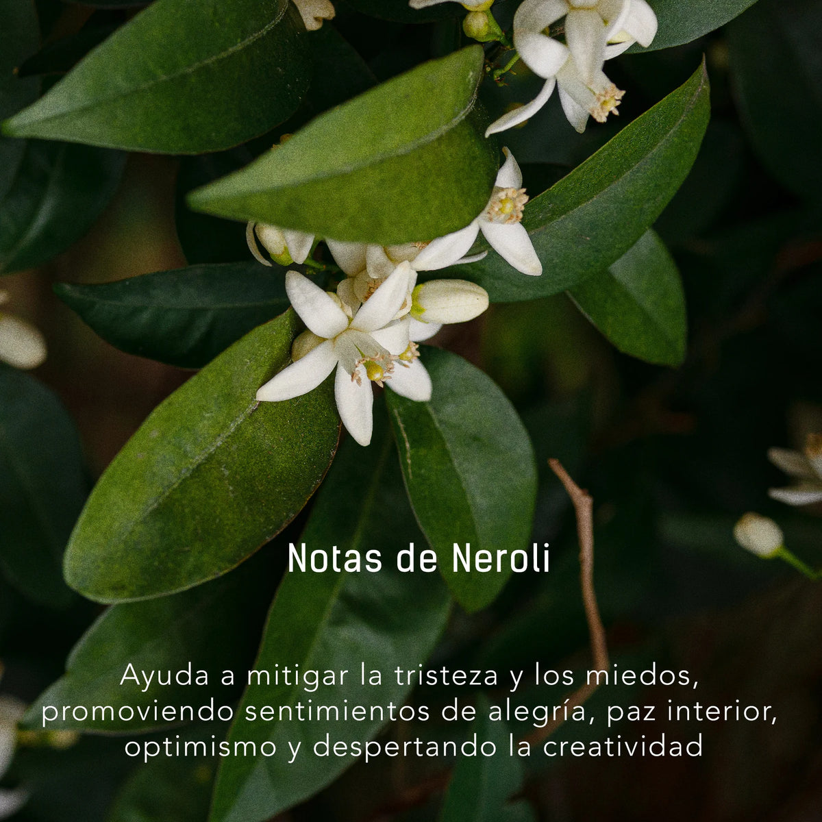 Bosque Escarchado | Vela Artesanal Aromática de 350 gr