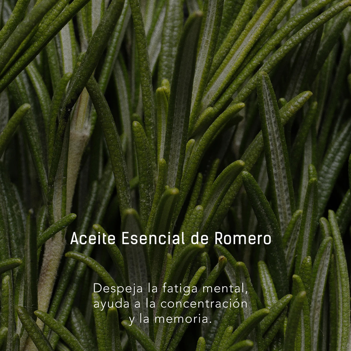 Bosque Escarchado | Vela Artesanal Aromática de 350 gr
