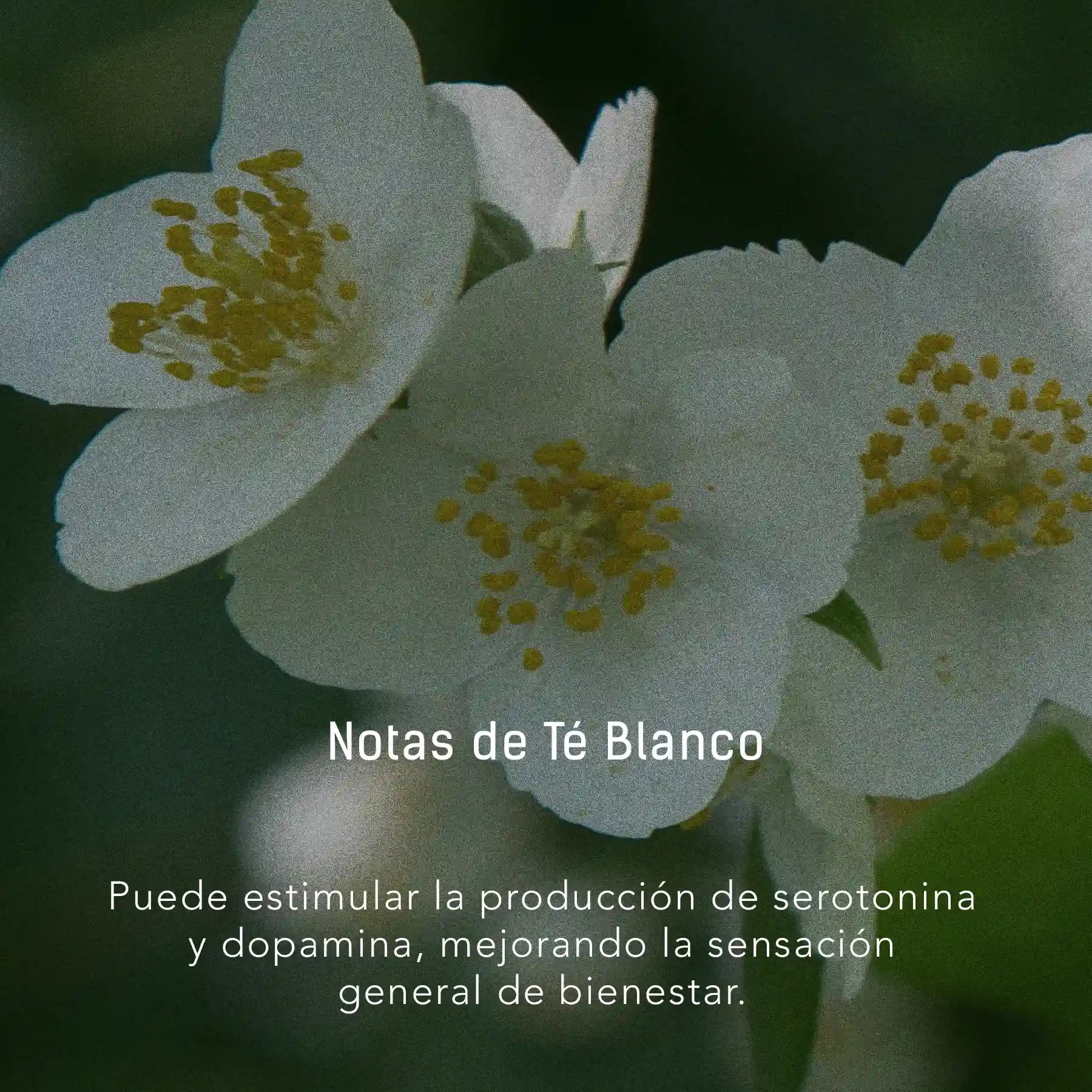 Vela de Té Blanco y Sándalo - Cera de soya natural